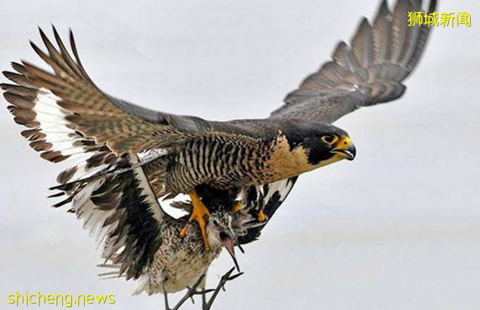 罕见!偶遇新加坡版的小鹿斑比,捡到睡着的猫头鹰