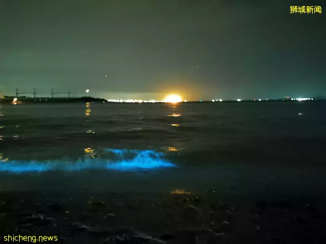新加坡現“藍色螢光”海浪!這裏擠滿了人,沿路交通擁堵