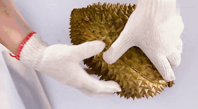 榴梿大豐收!新加坡貓山王下個月只要$12/KG!最好吃的榴梿在馬來西亞這個地方