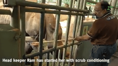 萌翻全世界,新加坡动物园迎来“爱刷牙”的白犀牛宝宝