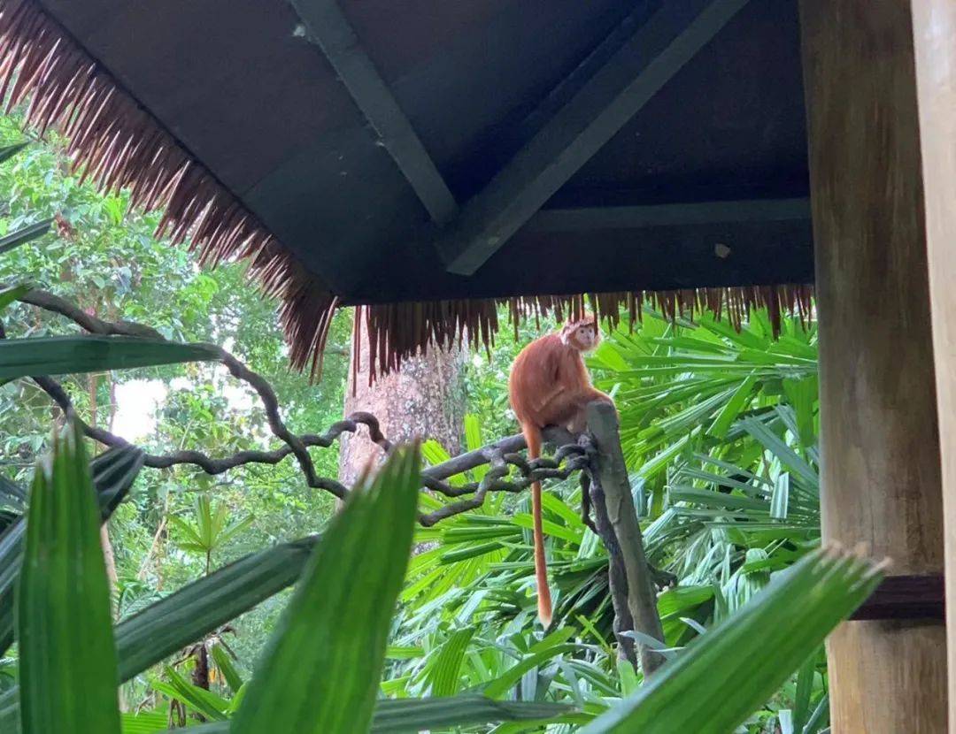 行走獅城——新加坡動物園