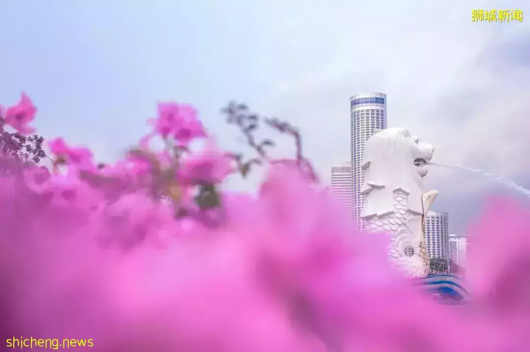 新加坡没狮子为啥叫“狮城”?这些奇奇怪怪的冷知识,你知道吗