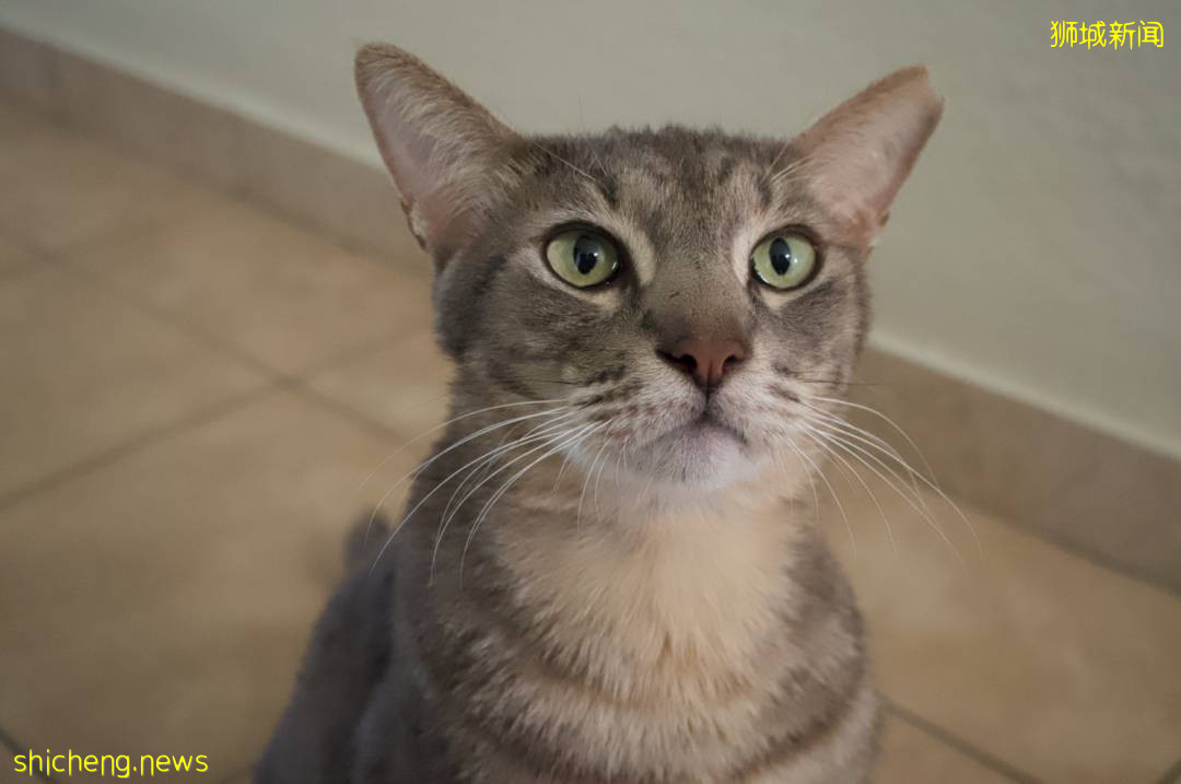 《南洋理工大學撸貓指南》