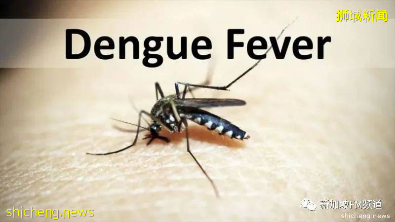 登革熱,新加坡感染的另一種“新冠病毒”!