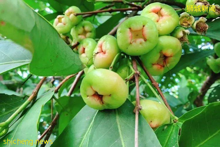 不能出国，坡里这些美食美景让你假装在国外