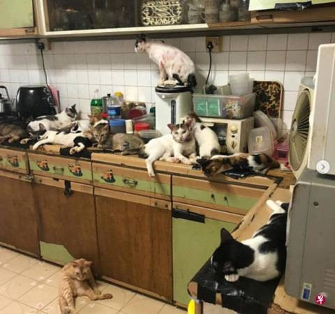 主人失业 养不起40只猫 大猫太饿 吃小猫