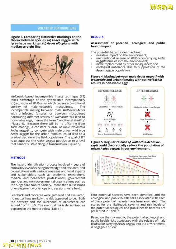 新加坡投放攜帶沃爾巴克菌雄蚊對抗登革熱