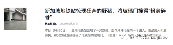 野猪夜闯组屋区紧咬女子腿拖1米后逃跑,目前全城抓捕中