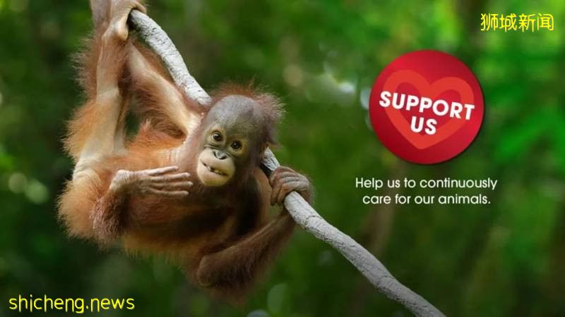 號外!新加坡可以認養企鵝、猩猩、樹懶,能帶回家嗎!