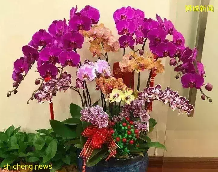 “坡式新年”今年春節,我在新加坡