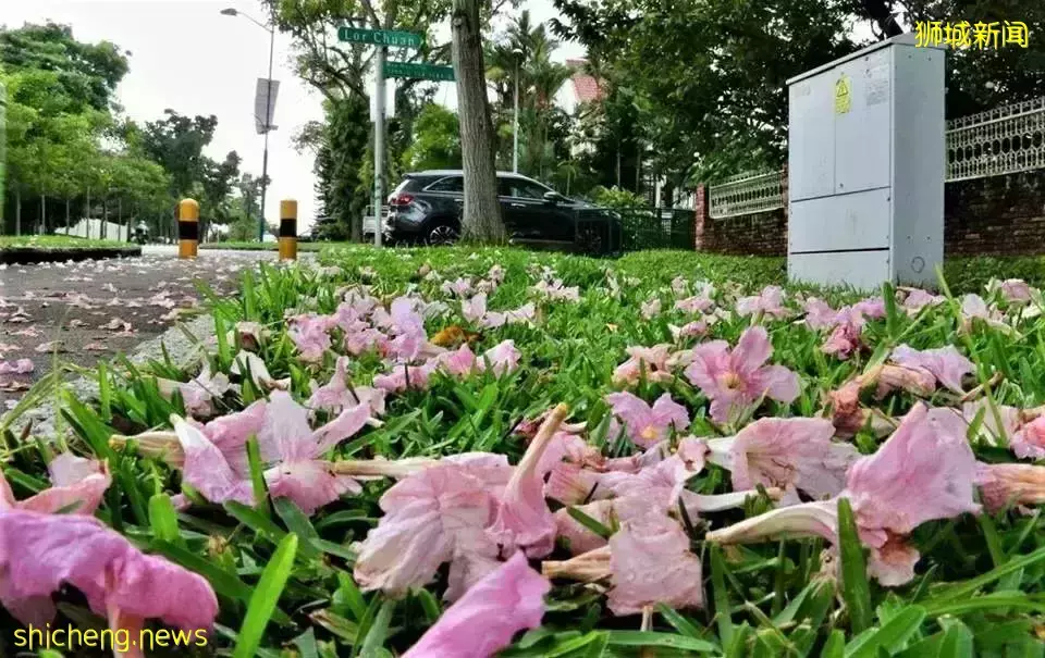 新加坡全島各地現“新加坡櫻花”景象！多種櫻花讓你一飽眼福