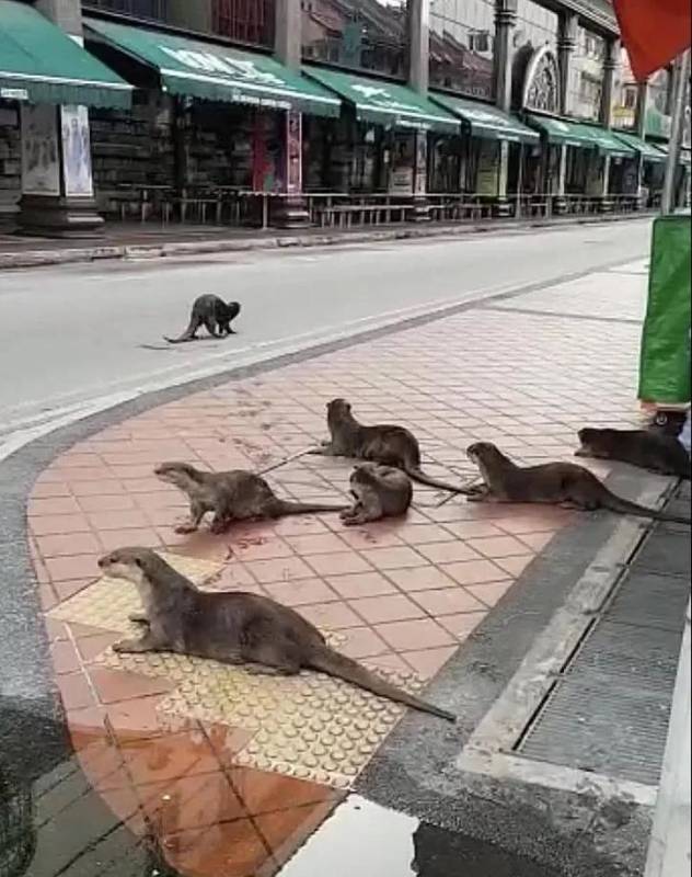 新加坡水獭再次发生斗殴事件!这次它们的对手是野狗帮