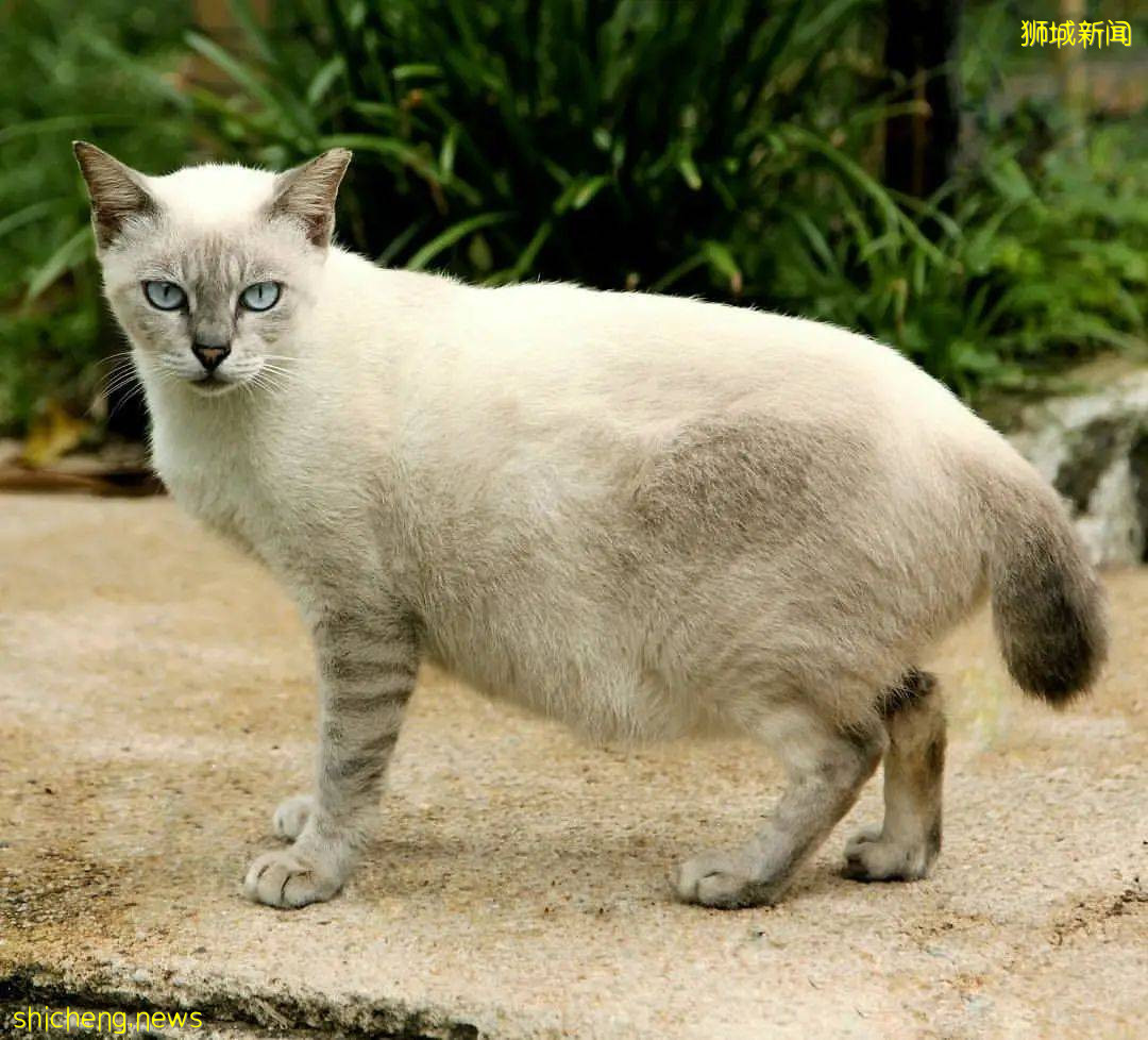 新加坡超棒的4個海灘，遛娃、放風筝、趕海、品美食