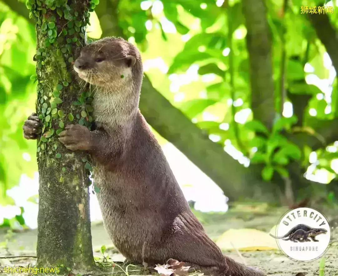 在新加坡，你見過熱戀中的水獺嗎