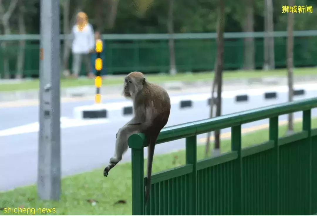 新加坡留学生生活攻略，请查收