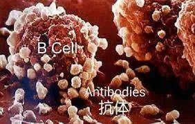 新加坡至少26人二次确诊新冠!研究: 康复后35天可再感染!她,长达一年没痊愈