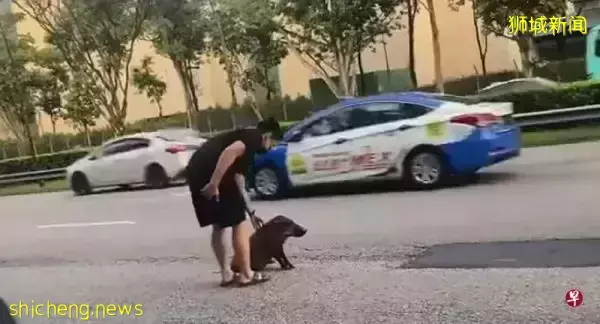 野猪倒卧大道中央 好心男扛猪入草丛