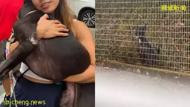 机场内待了九天 “逃箱”宠物狗终于寻获