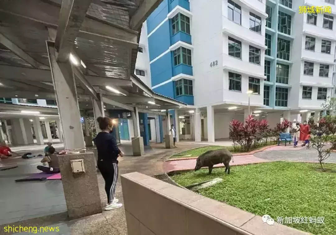 新加坡綠化太成功也很讓人苦惱　野生動物招搖過市越來越普遍