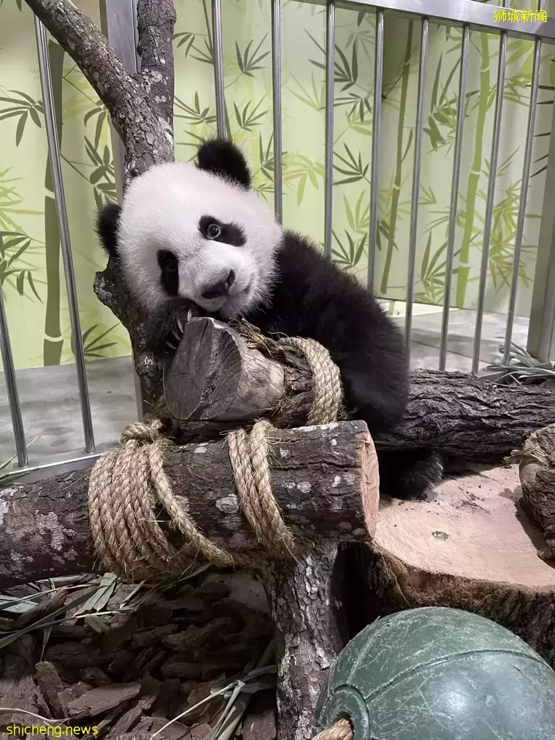 过年会吃多,跟着新加坡小熊了叻叻一起健身