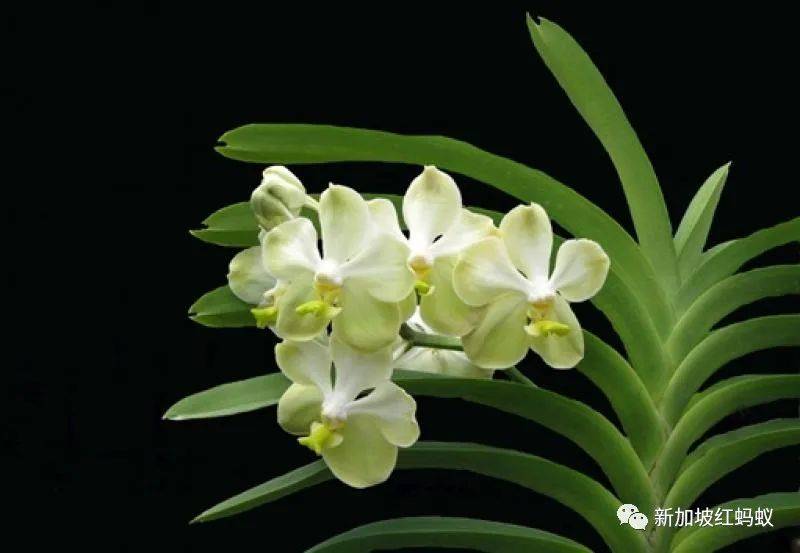 中國有桌球外交，新加坡有胡姬花外交，藏著許多鮮爲人知的有趣故事