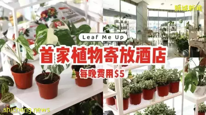 出国离家担心家中盆栽？新加坡首个植物寄放酒店Leaf Me Up，帮你细心照料花花草草🪴