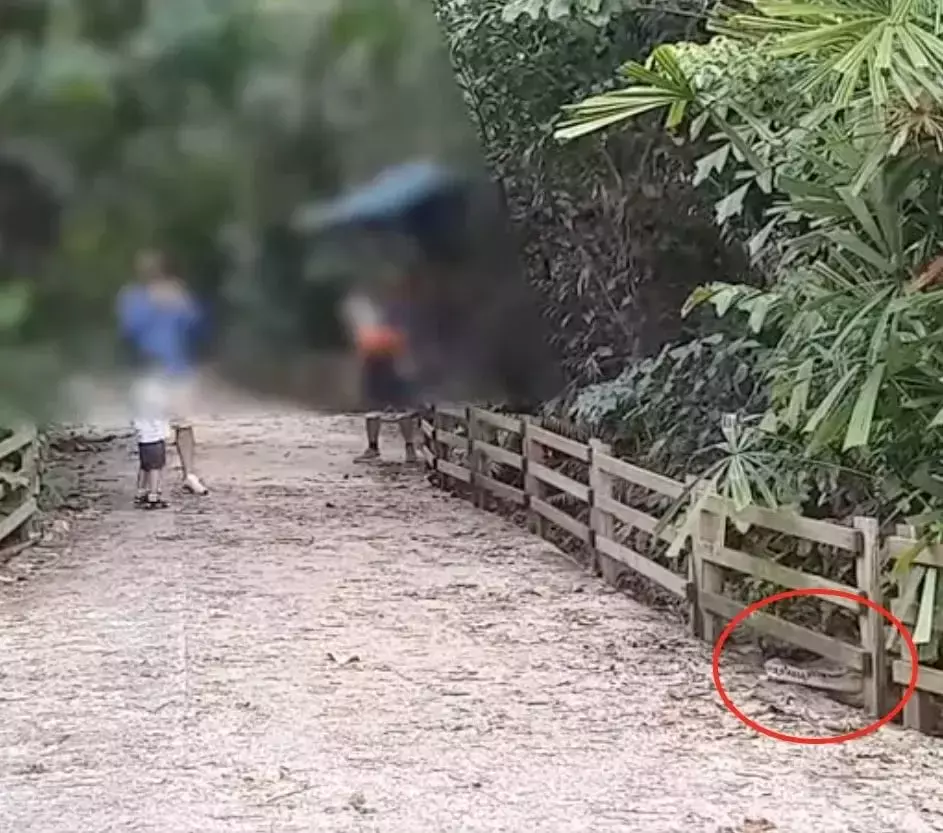 新加坡上演巨蜥PK蟒蛇!平平无奇的小路边,居然藏了一只鳄鱼