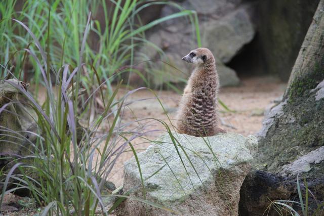 世界十大动物园之一：新加坡动物园，确实不一样