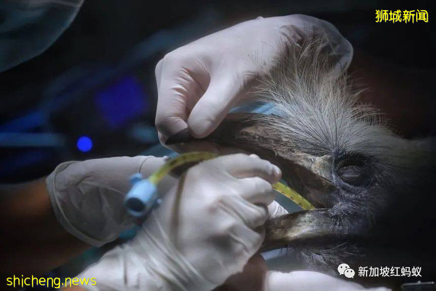 新加坡飛禽公園設有禽類專科醫院　裏面的“病人”最輕5克最重50公斤