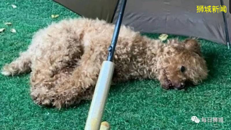 又一起女佣行凶事件!失恋+工作量大,遂虐杀雇主宠物