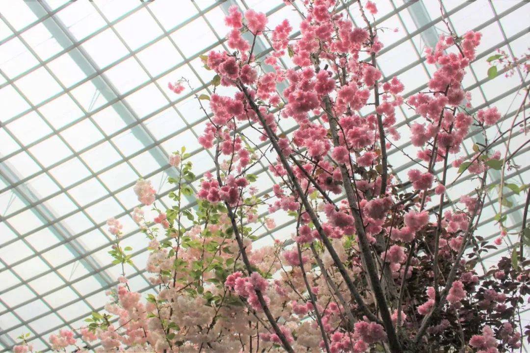 櫻花季去不了日本?那就在濱海灣和Hello Kitty共賞櫻