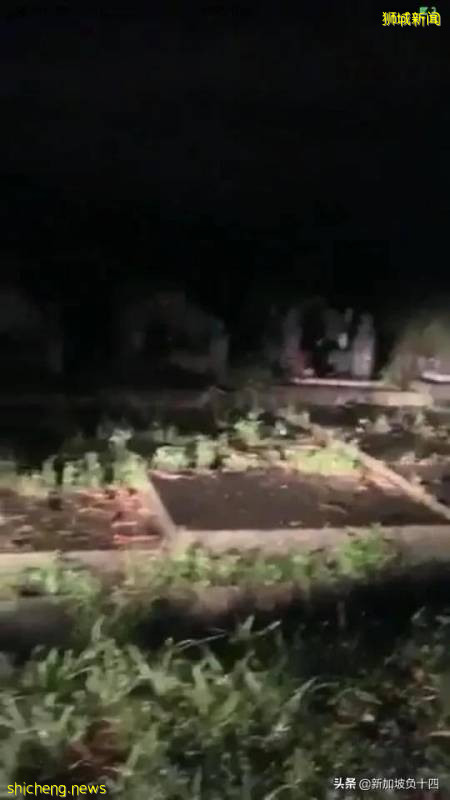 新加坡華人墳場直播買榴梿,這樣的直播帶貨好嗎!