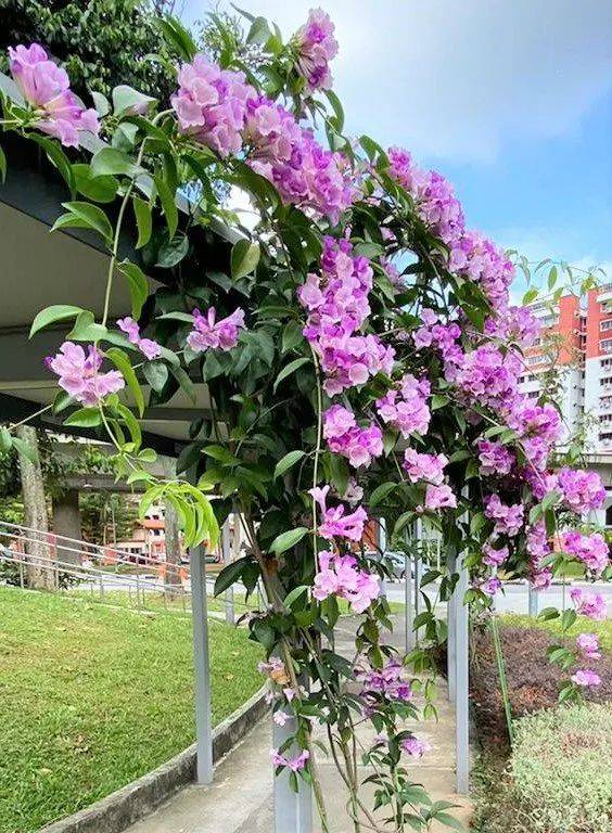 快看!新加坡到处都开花了,一大波美图刷屏