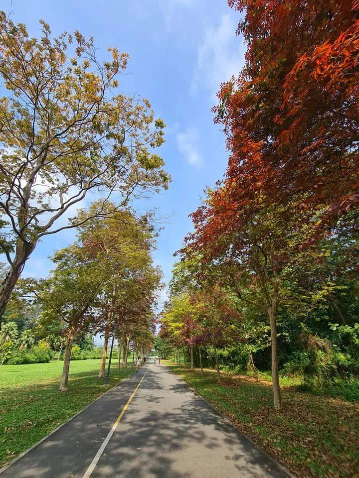 三月的新加坡,已是秋意满满