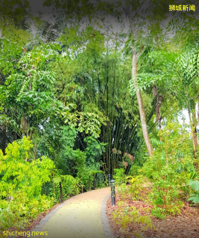 叢林遊樂場、自然博物館、山路徒步……新加坡這個公園翻新後更好玩啦