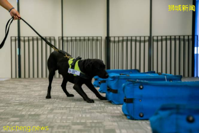 新的 K9 部門借助高科技和探測犬幫助新加坡打擊非法野生動物貿易