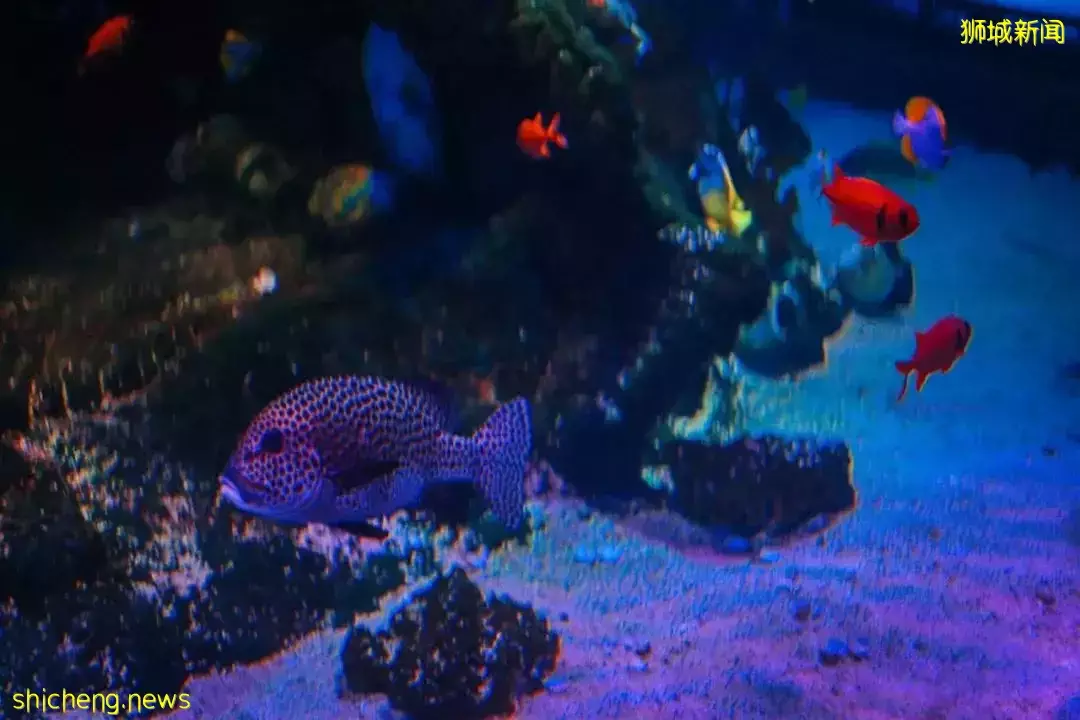 不用排队，N刷热门项目！包车仅$180往返，新山乐高乐园3天2夜太爽啦