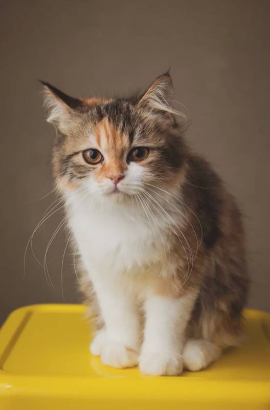 新加坡拍一套寫真需要多少錢?竟然只要59