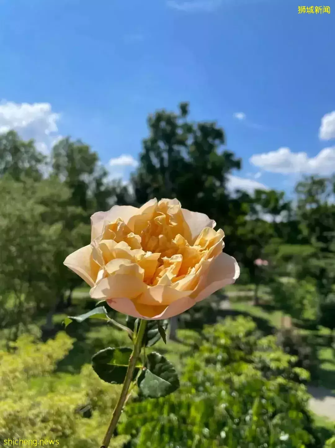 鮮花在熱帶也能養1個月？資深花友新加坡買花、養護大揭秘