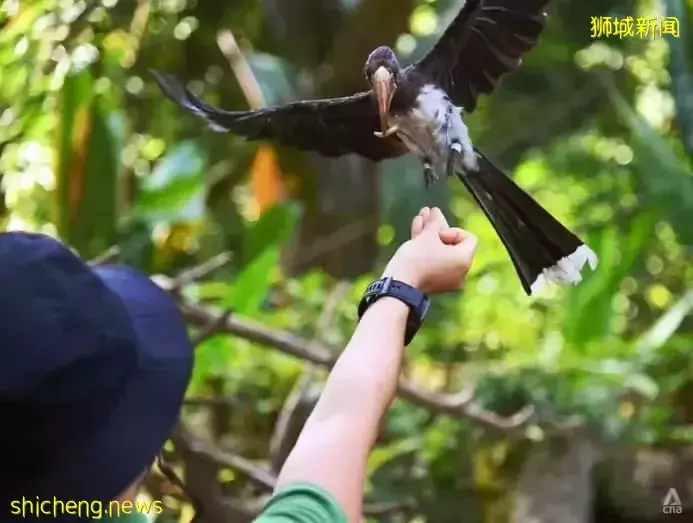 小朋友超爱！裕廊飞禽公园露营！和火烈鸟一起度过美好夜晚