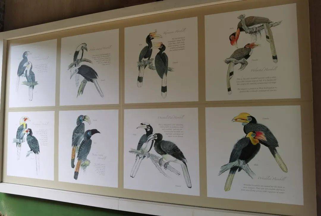 免費送票!帶倆娃嗨翻亞洲最大飛禽園,400多種5000多只鳥,一路驚喜不斷