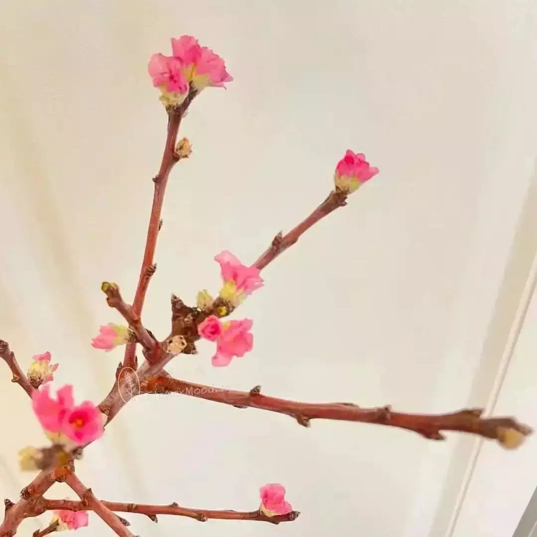 辣妈早茶来啦！认识新姐妹！和欣妈一起学插年宵花