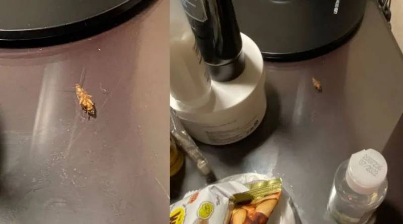 新加坡五星级酒店蟑螂门后续!灭虫公司:我们服务的几家都没问题