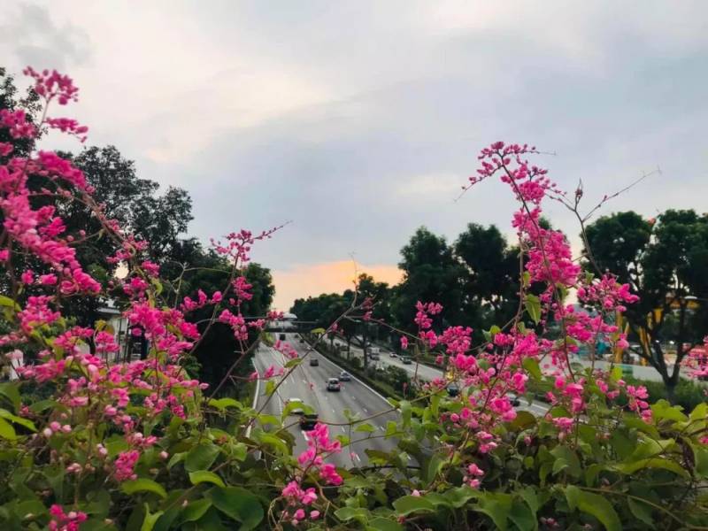 2019年12月14日星期六夕阳徒：裕廊东至波那维斯达