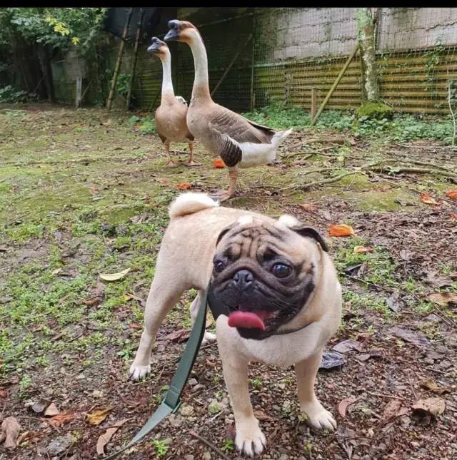 新加坡唯一动物度假村，就要说再见了……