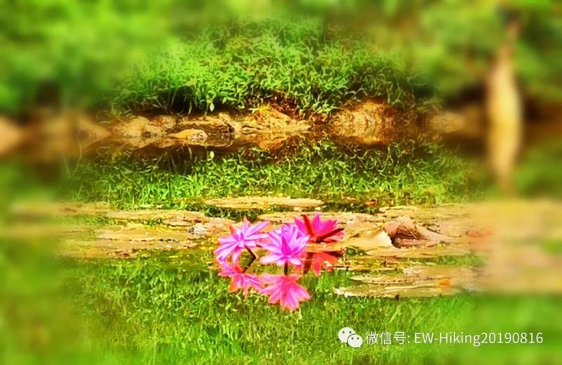 卡迪至山景(丛林探索之旅)