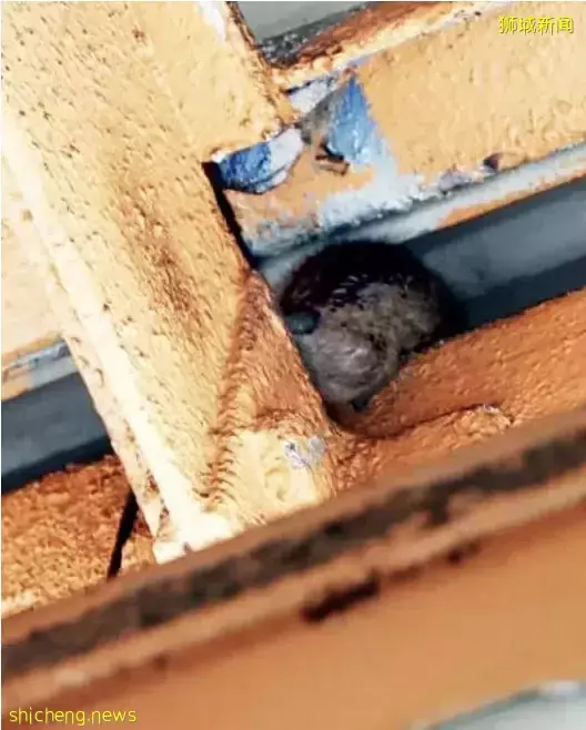 驚!“在新加坡知名熟食中心吃飯,一只老鼠直接掉在我面前”