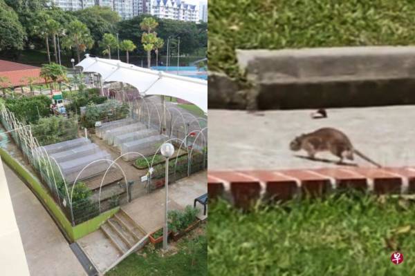 老鼠菜园偷吃菜 居民忧卫生问题