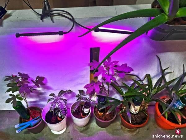 走廊设LED灯种植物 邻居误为种大麻报警