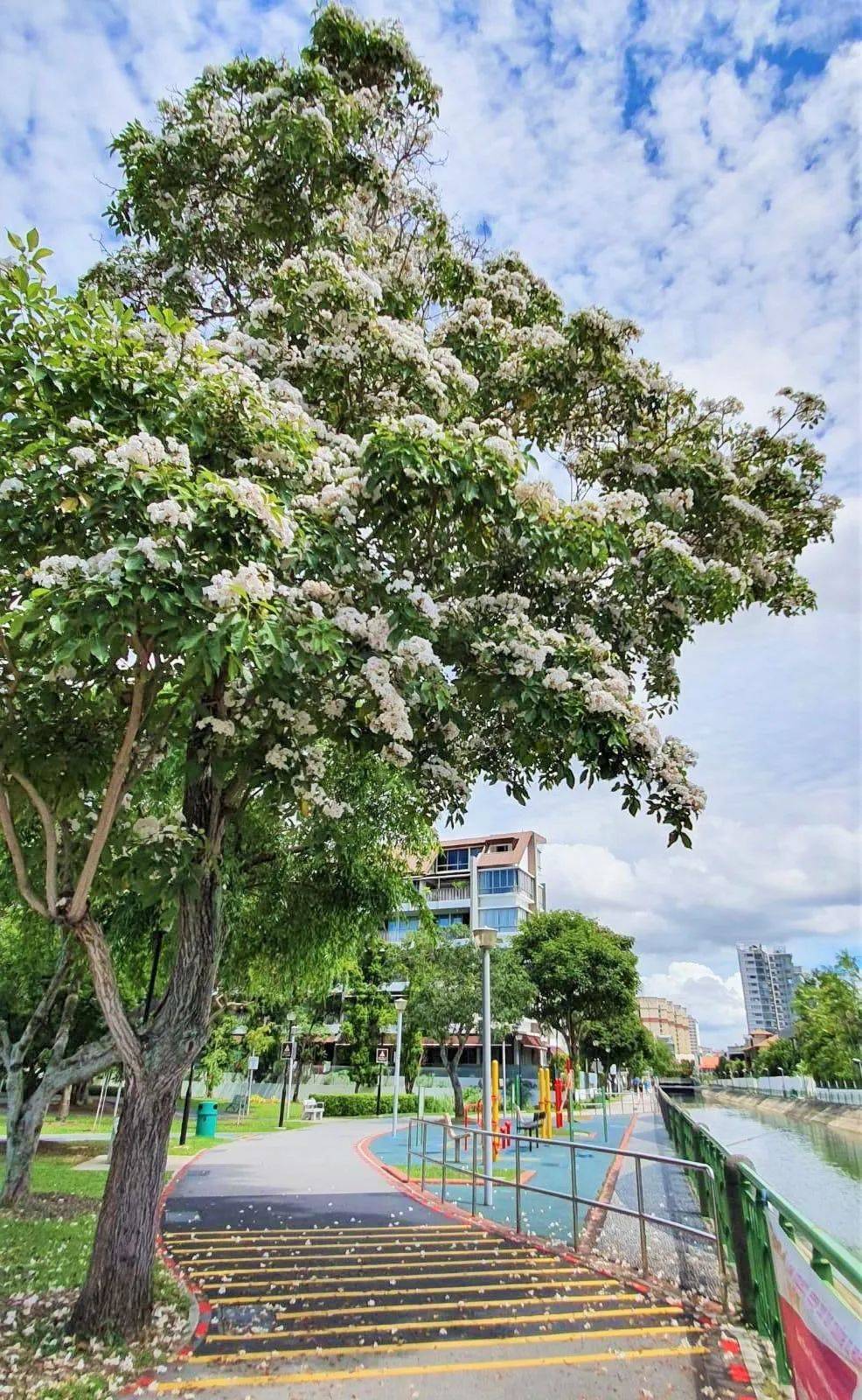 新加坡這些“櫻花公園”火了！$2起限定美食，別讓粉色季節白白溜走啦